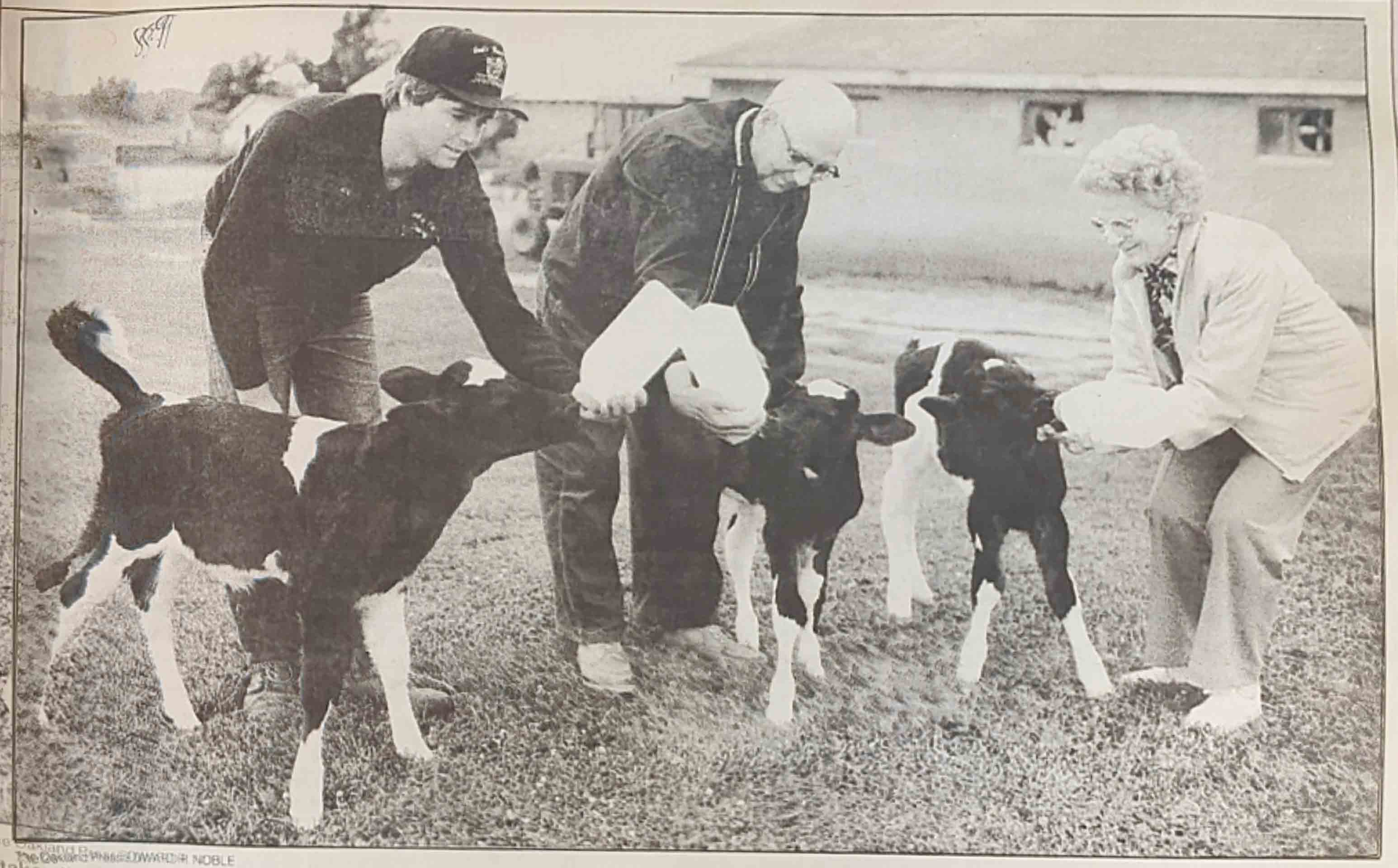 Cooks Farm Dairy Triplets are born